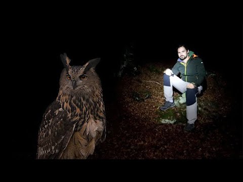 The EAGLE OWL, hunter in the darkness!