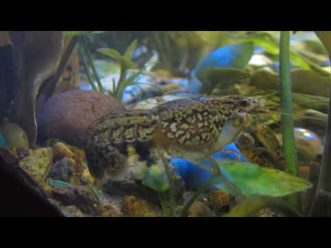 Мраморный рак с икрой