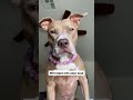 Things you should know about pit bulls #dogsofyoutube #shortvideo #pitbulls #dogsvideo