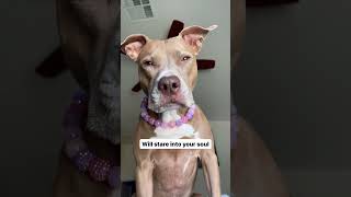 Things you should know about pit bulls #dogsofyoutube #shortvideo #pitbulls #dogsvideo