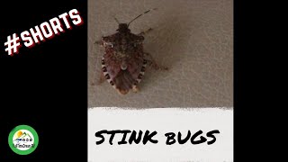 GET RID OF STINK BUGS #SHORTS