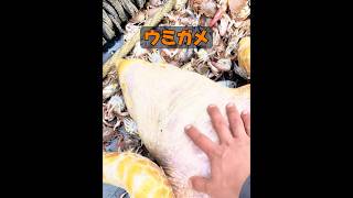 動物には本当に感情があるのだろうか？ #自然 #動物プロダクション #animals #動物 #癒し