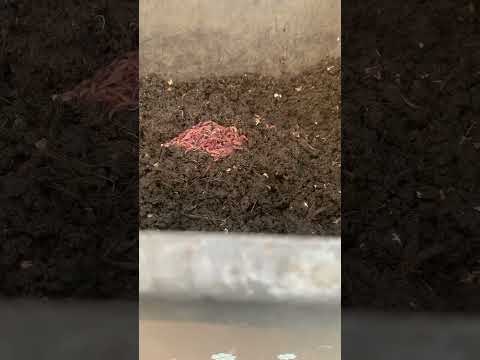 庭にミミズを引き寄せる方法は？家庭菜園の大切な友人への間違いのないアドバイス  庭園