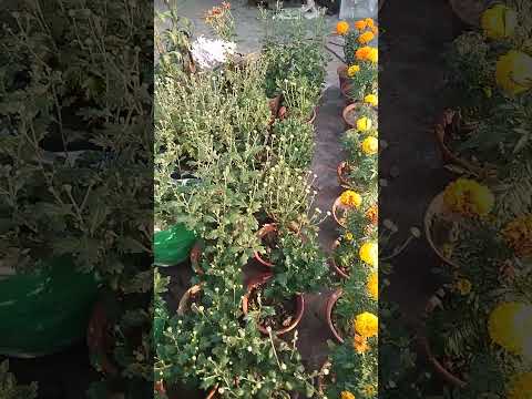 Rooftop garden update. Winter flowers started blooming.