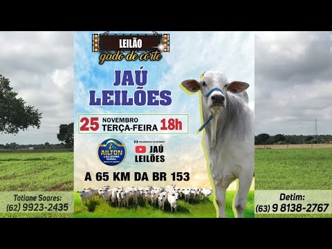 LEILÃO GADO DE CORTE  - JAU LEILÕES  - JAU DO TOCANTINS  -25/ 11/ 2025