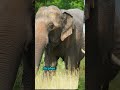 Hello, I'm an elephant, let's find out about me. #animalbuddies #fyp #viralshorts #animalshorts