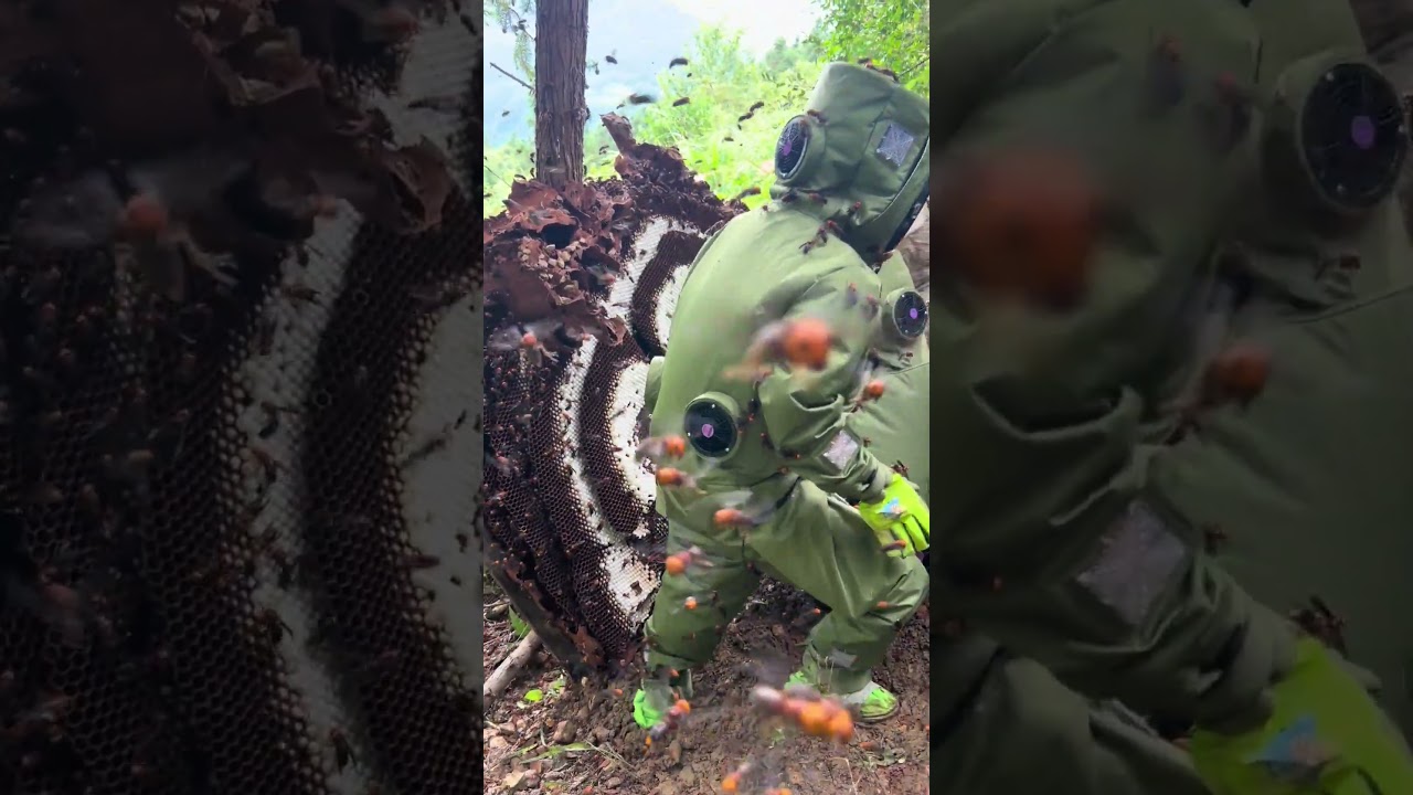 #waspnest #bee #honeybeesting #nature #waspnestremoval #animal #farming #animals #wasp #insects