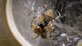 The incredible digestion of giant spiders