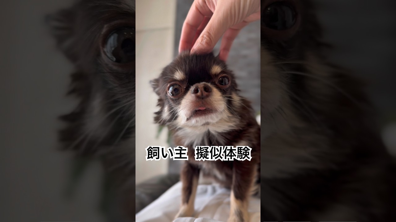 【チワワの飼い主】擬似体験動画。 #チワワ #chihuahua #一人称視点 #かわいい犬 #癒し