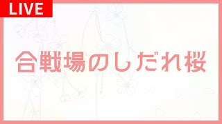 二本松市 合戦場のしだれ桜