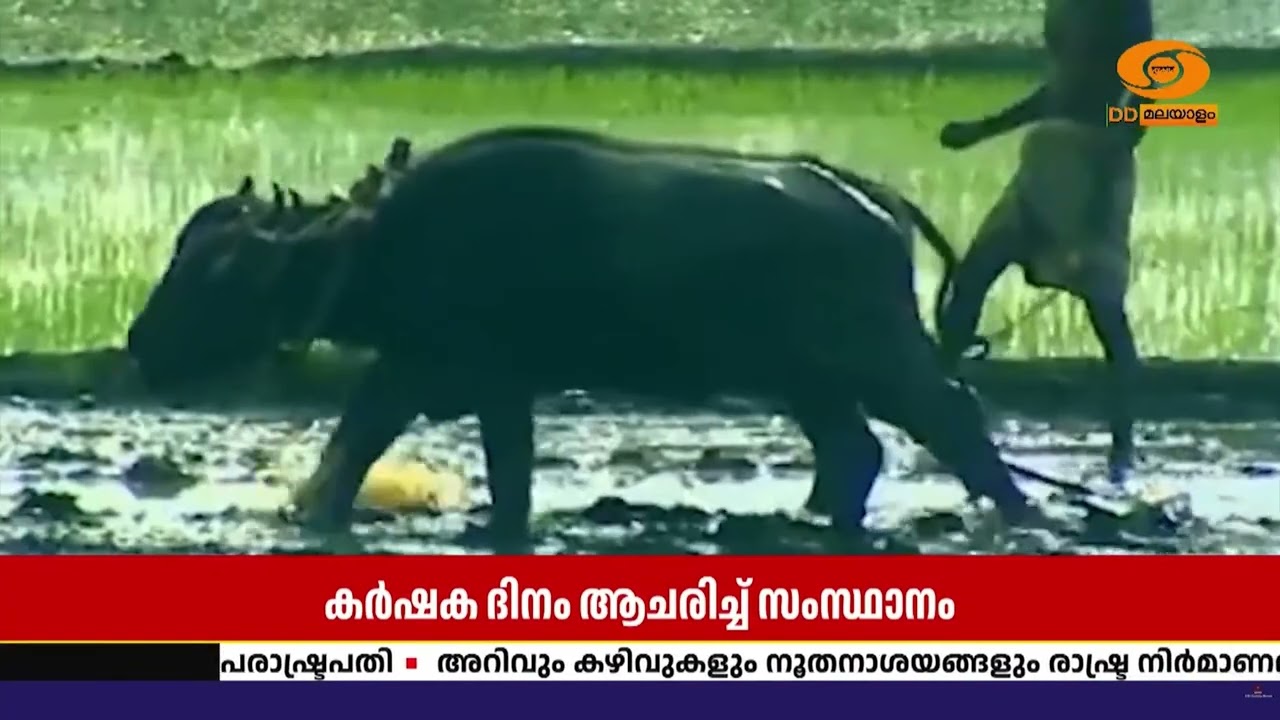 കർക്കിടകത്തിന്റെ കാർമേഘങ്ങൾ മാറി... ചിങ്ങം പിറന്നു | ?
