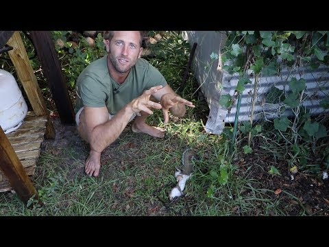 This dude is growing and foraging 100% of his diet!!!