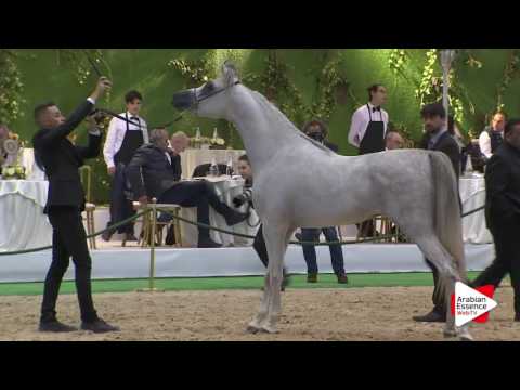 Milan SEWC 2016   Colts Championship