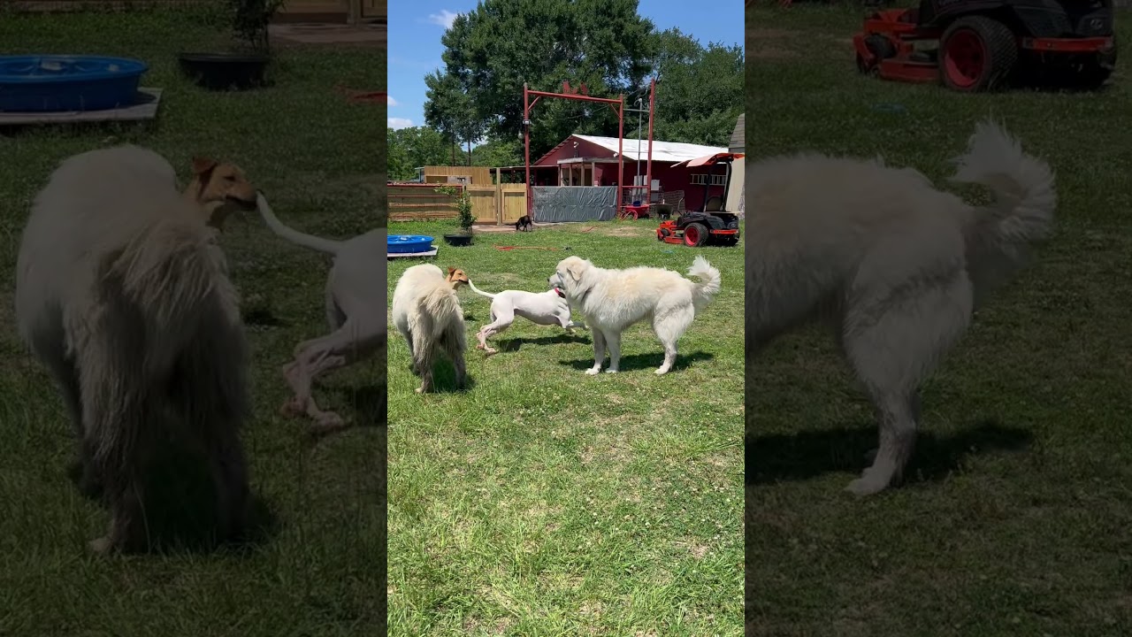 Koda (friendly, great with kids, house trained, gentle, playful), a Adoptable mixed breed in Midland, MI video 6/6