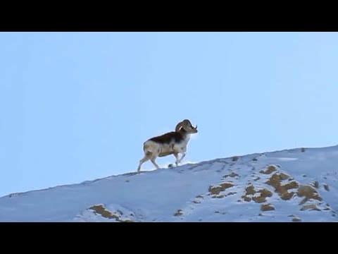 Thousands of Marco Polo sheep migrating on Pamir Plateau