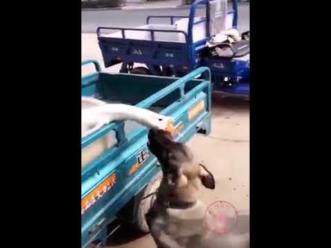 Funny Animal Videos 2022 😂 - Funniest Cats And Dogs Videos 😺😍 #15
