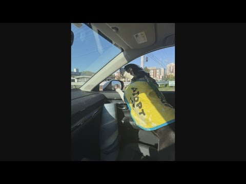 Lydia Deetz needs a forever home before Halloween - YouTube