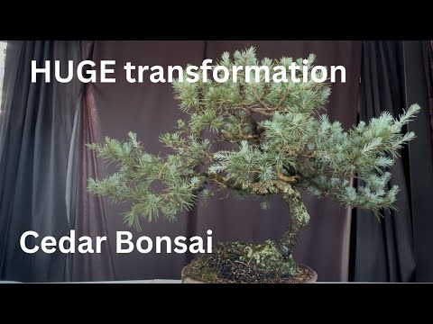 Von hässlich zu unglaublich! Zeder-Bonsai-Transformation, die Sie sehen müssen, um es zu glauben