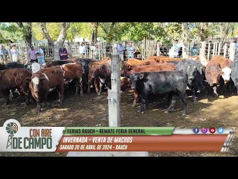Resumen del remate de Ferias Rauch - Sábado 20 de abril de 2024 - Rauch