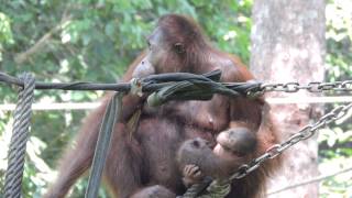 preview picture of video 'Sepilok, sandakan,orangutan'
