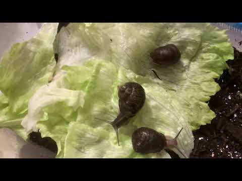 Chiocciole allevate in casa