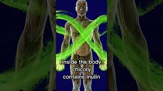 Health Benefits of Chicory Drink Explained in 90 Seconds #informativecontent