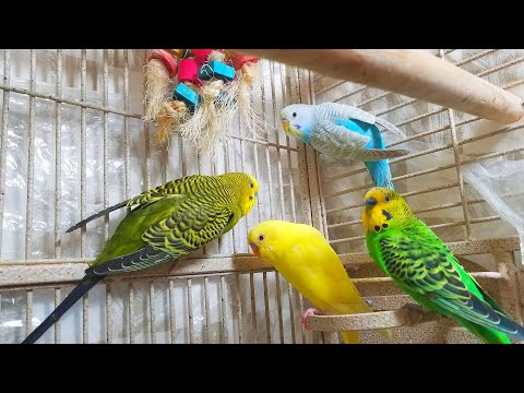 4 Hr Play This to Help Your Quiet Parakeet Sing. Budgies Chirping. Parakeet Sounds Reduce Stress.