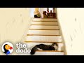 "Emotional Support Cat" Spots His Best Doggy Friend Down The Stairs | The Dodo Odd Couples