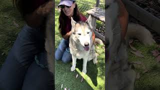 Video preview image #1 Siberian Husky Puppy For Sale in Pasadena, CA, USA