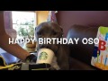 Happy Birthday Oso