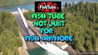 Fish Tube not just for Fish anymore #fishtuber #fishfam #fishtube #aquarium