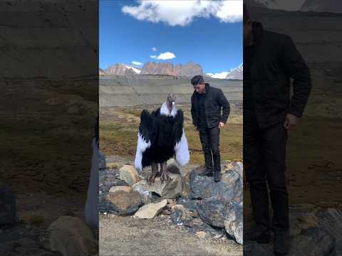 IS IT AI EDIT ? Andean condor (Vultur gryphus).