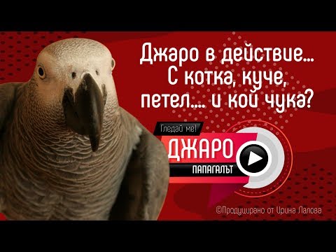 Папагал жако - Джаро в действие... С котка, куче, петел.... и кой чука? :-)