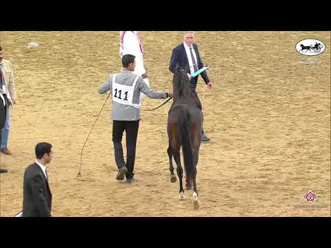 N 111 GAZAL AL ADEED   1st Qatar Arabian Breeders Cup   Colts 3 Years Old Class 6