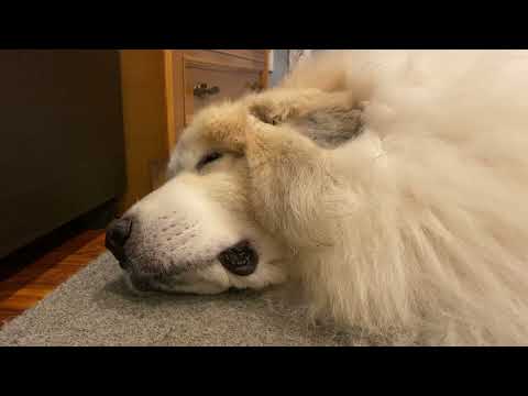 【ルンルンの裏庭】この夏が猛暑だと気づいていないアラン