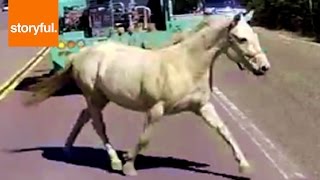 Runaway Horses Stop Traffic In Wilderness Road (Storyful, Wild Animals)