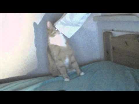 Boris - Stealing the Great Sandwich