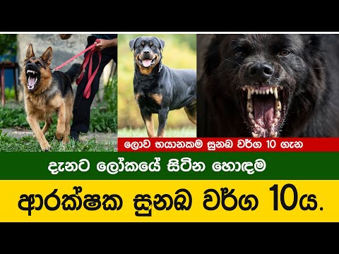 Top 10 Guard Dog Breeds | ලෝකයේ හොඳම ආරක්ෂක සුනඛ වර්ග 10 | Gaveshaka Vasco