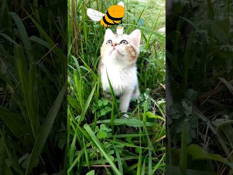 Kitten Loves Honeybee 😺🐝
