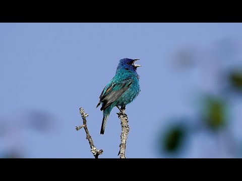 Indigo Bunting Song (1 June 2023)