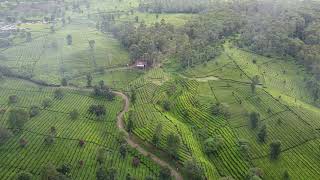 Download lagu Free Footage - Aerial View Hamparan Kebun Teh Pegunungan, Bukit, Lembah mp3