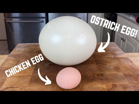 The Ostrich Egg Exploded Before I Could Slice It 🥲 #shorts