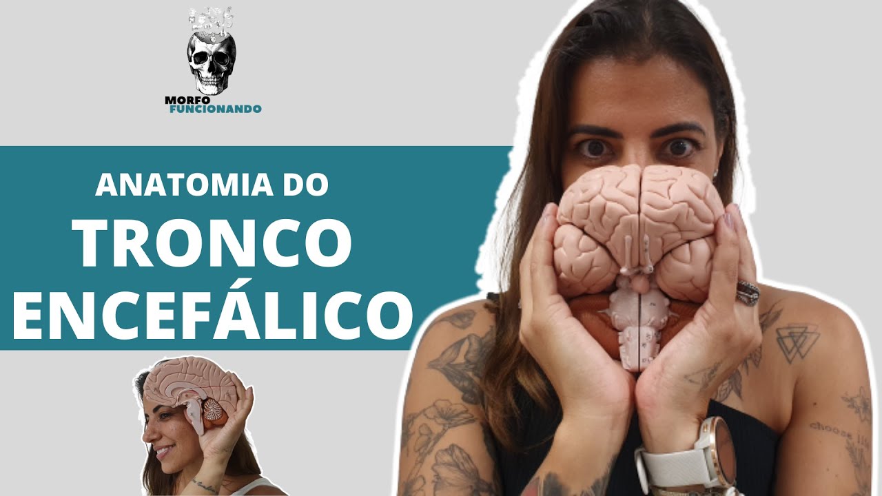 ANATOMIA DO TRONCO ENCEFÁLICO (ANATOMIA DE SUPERFÍCIE) #5