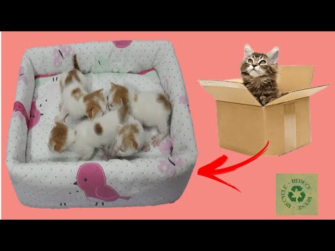 D.I.Y CAT BED FOR MY NEW BORN KITTENS / khim diy