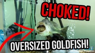 BIG BASS CHOKES ON OVERSIZED GOLDFISH!! (Bass Fishing w/ Dyna)