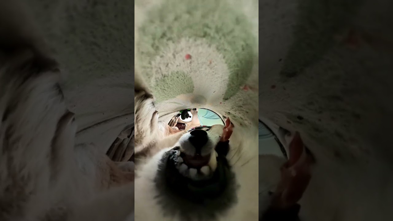 シャクレルプラネット #柴犬 #犬 #犬動画 #シャクレルプラネット