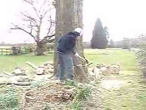 felling of poplar in whiltshire