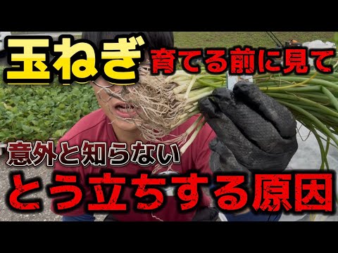 玉ねぎの隣に植える花はどれですか?タマネギのウジ虫を防ぐ植物を発見する  庭園