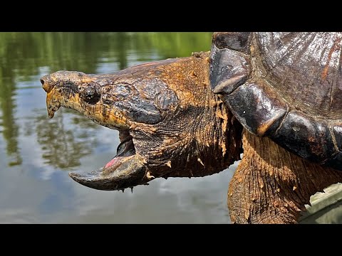Catching ALLIGATOR SNAPPING Turtles in Louisiana