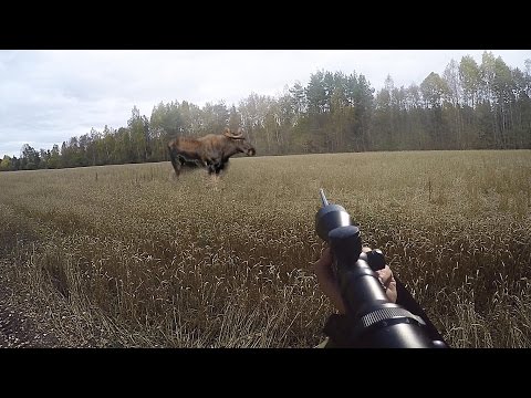 Охота #48 загонная охота, три лося